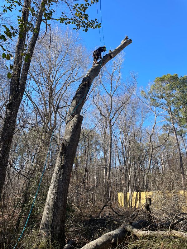 Tree Removal