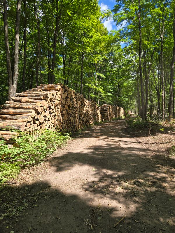 Firewood