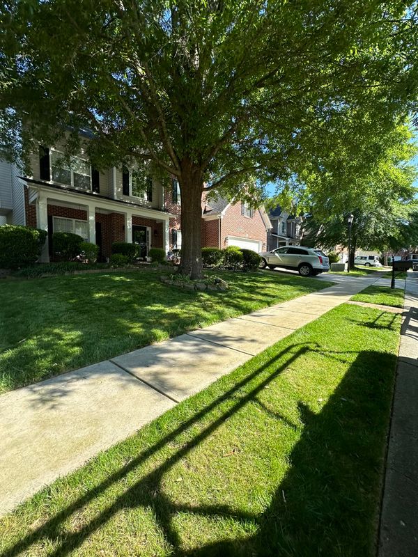Tree & Shrub Care