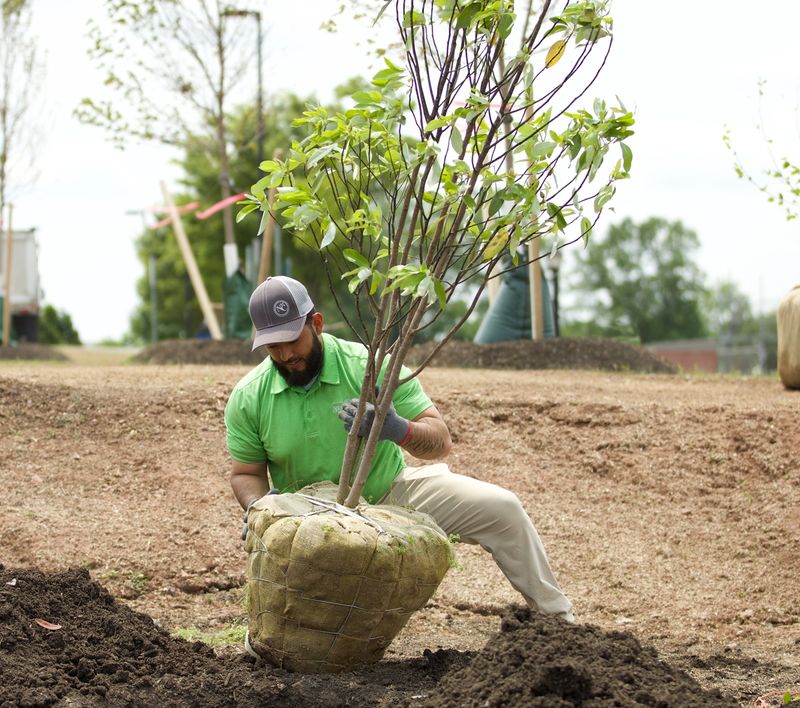 Tree Planting