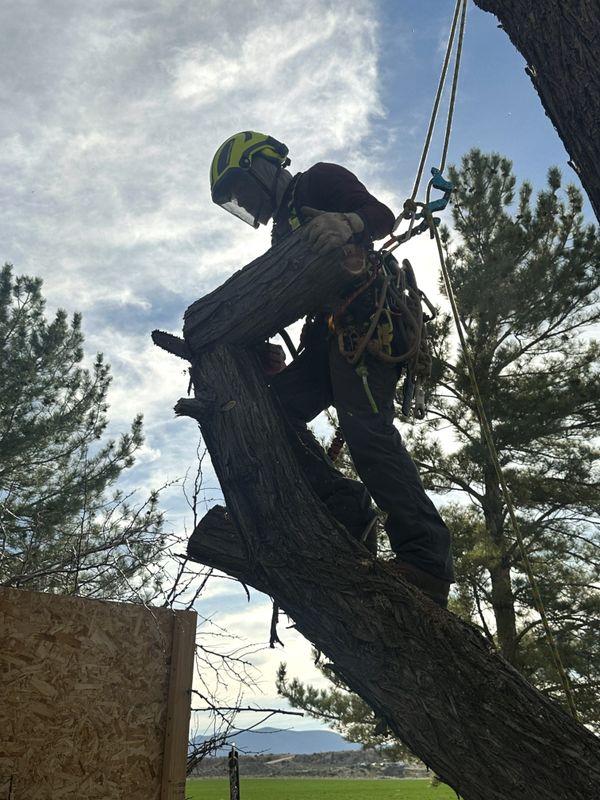 Tree Trimming