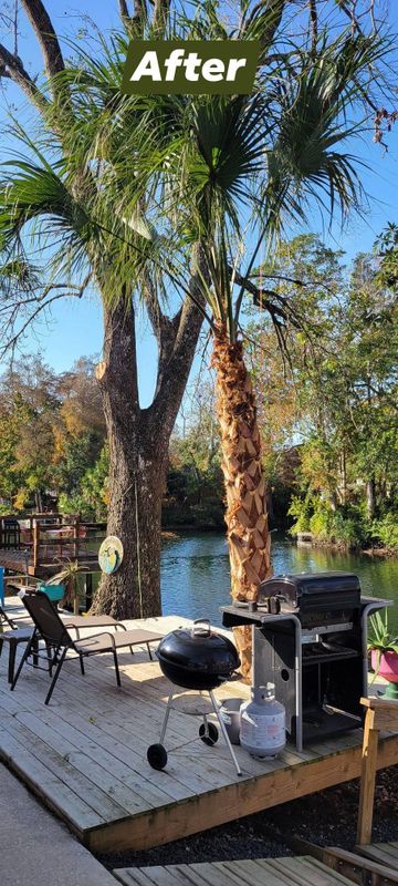 Palm Tree Installation