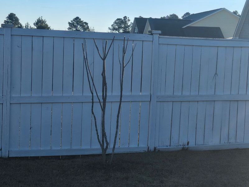 Crepe Myrtle Trimming