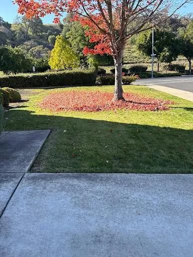 Lawn Maintenance