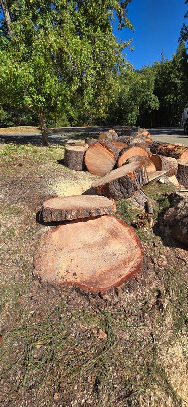 Transformative Tree Removal in Scenic Meadow Pines