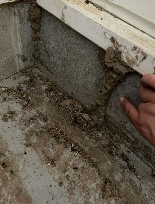 Termite