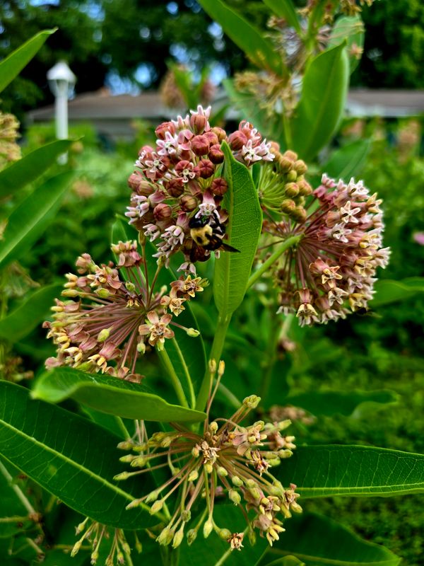Native & Sustainable Landscaping