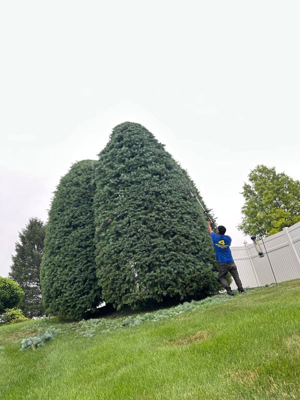 Shrub Trimming