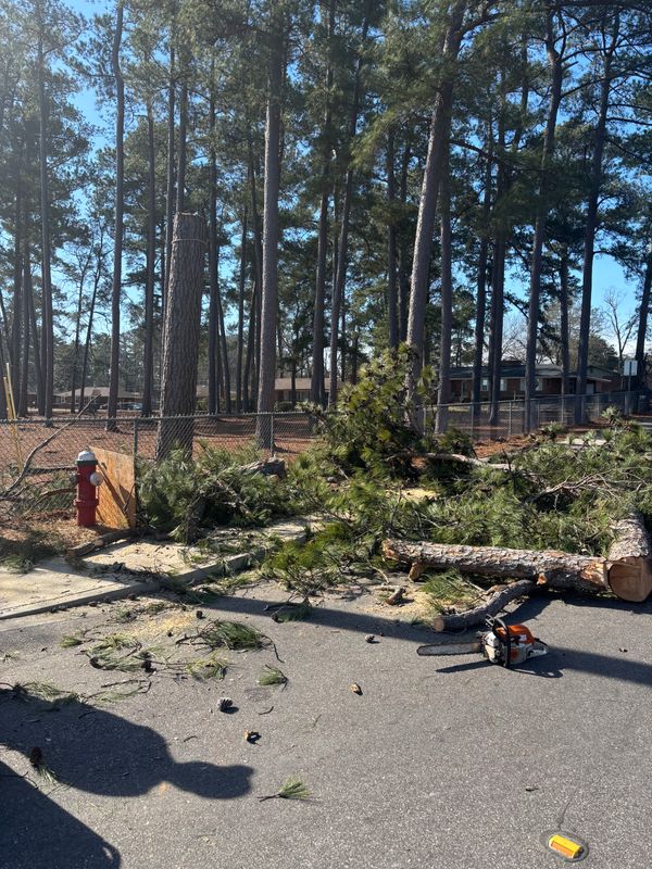 Tree Removal