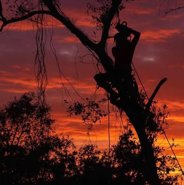 Tree Services