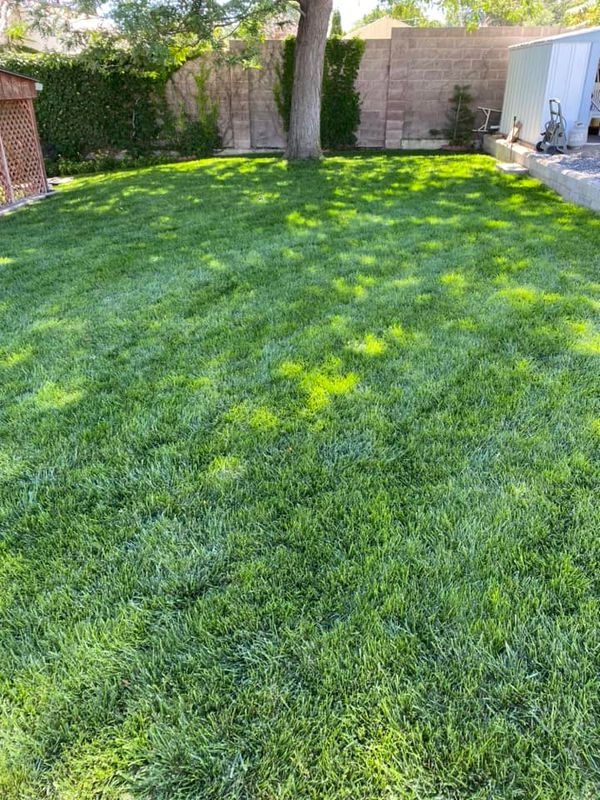 Lawn Aeration