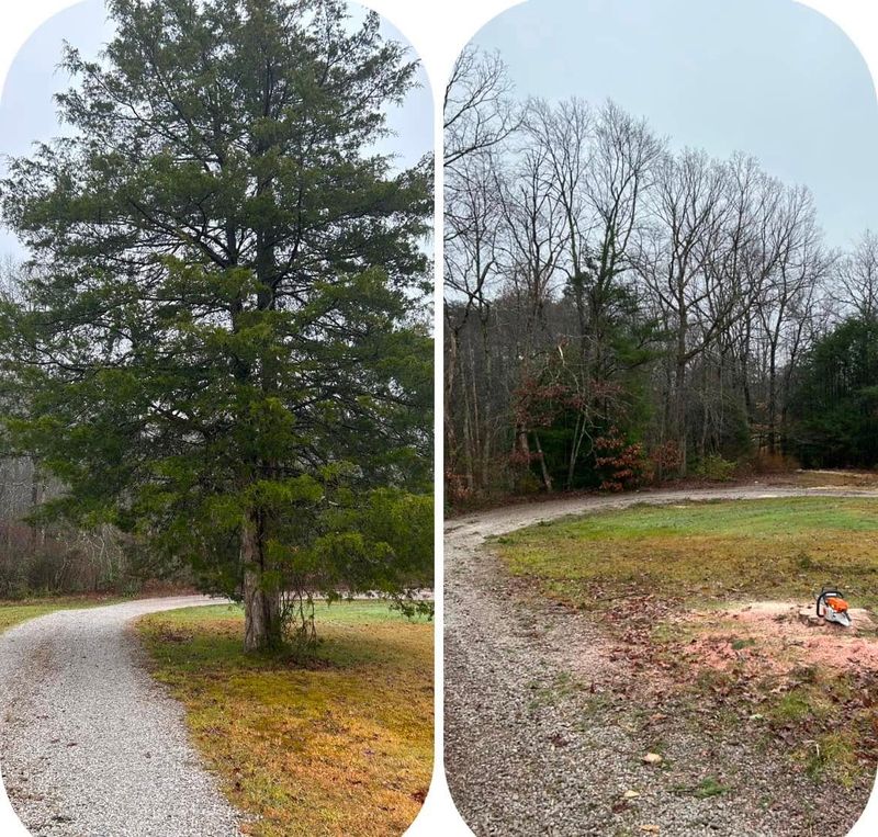 Stump Removal