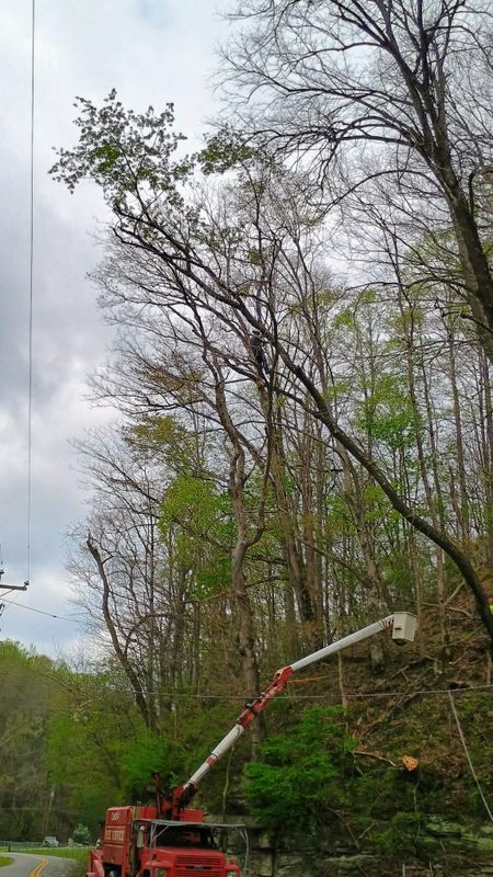 Tree Trimming