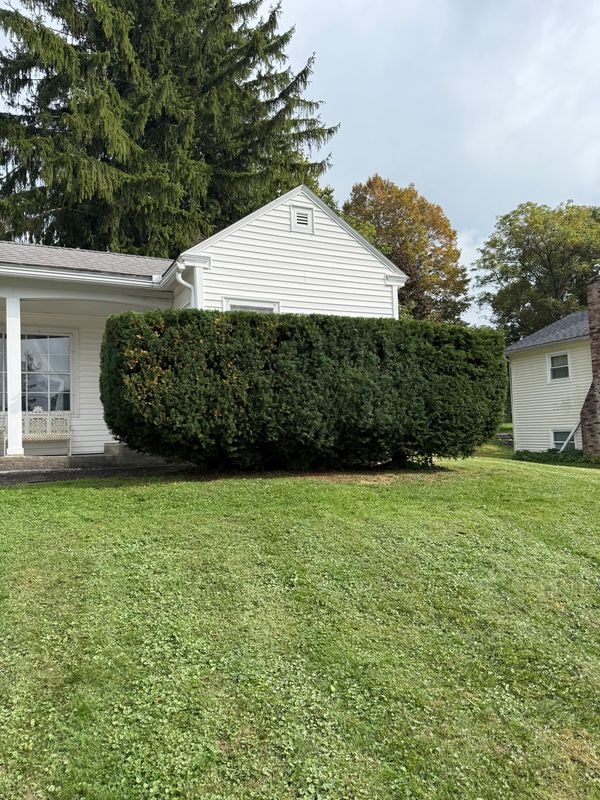 Hedge Trimming