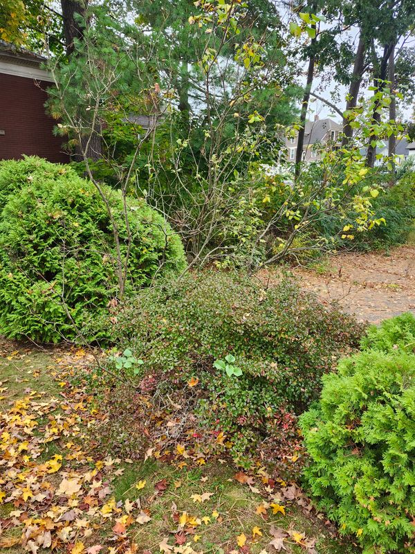 Fall Cleanups