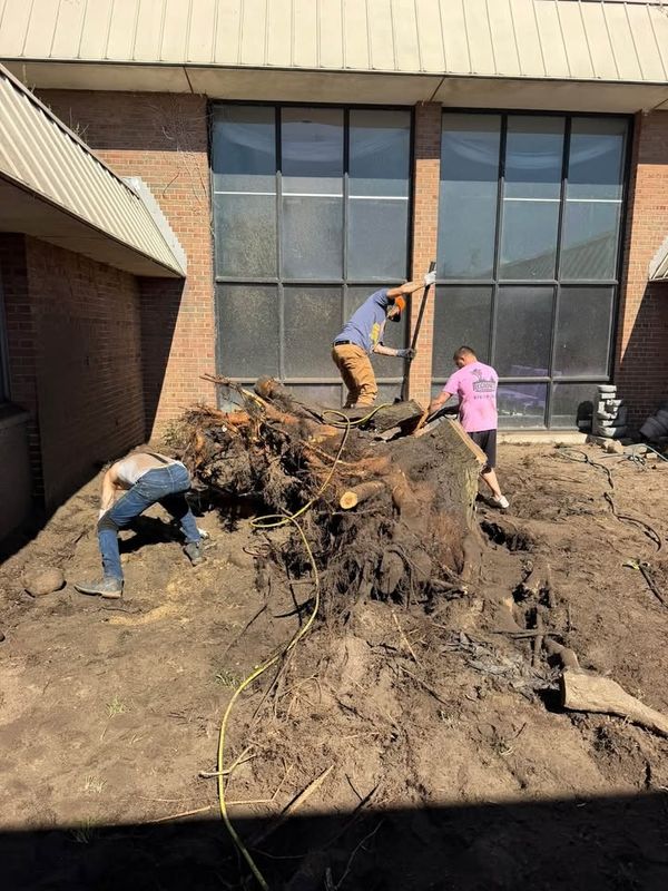 Tree Removal