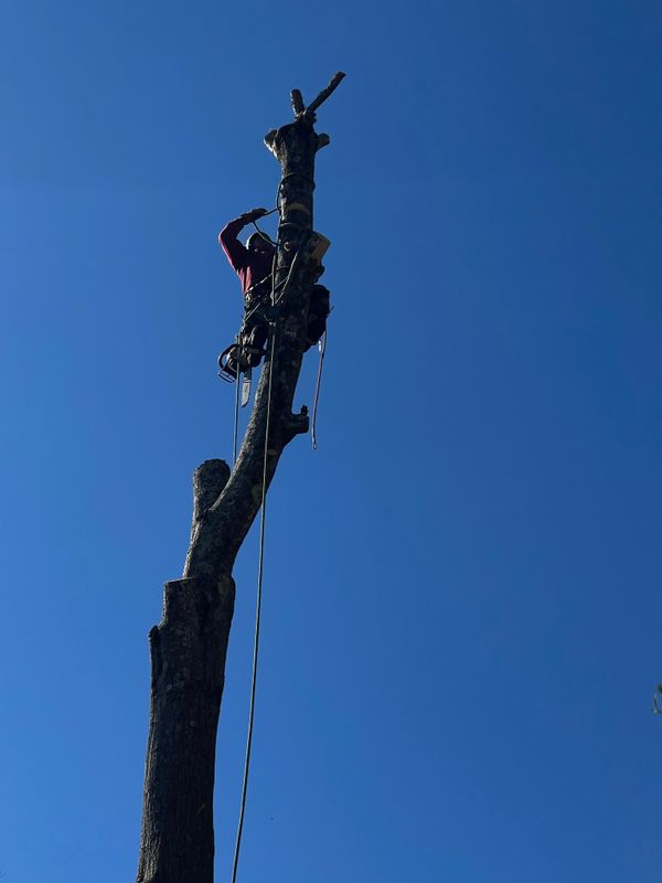 Tree Trimming & Removal