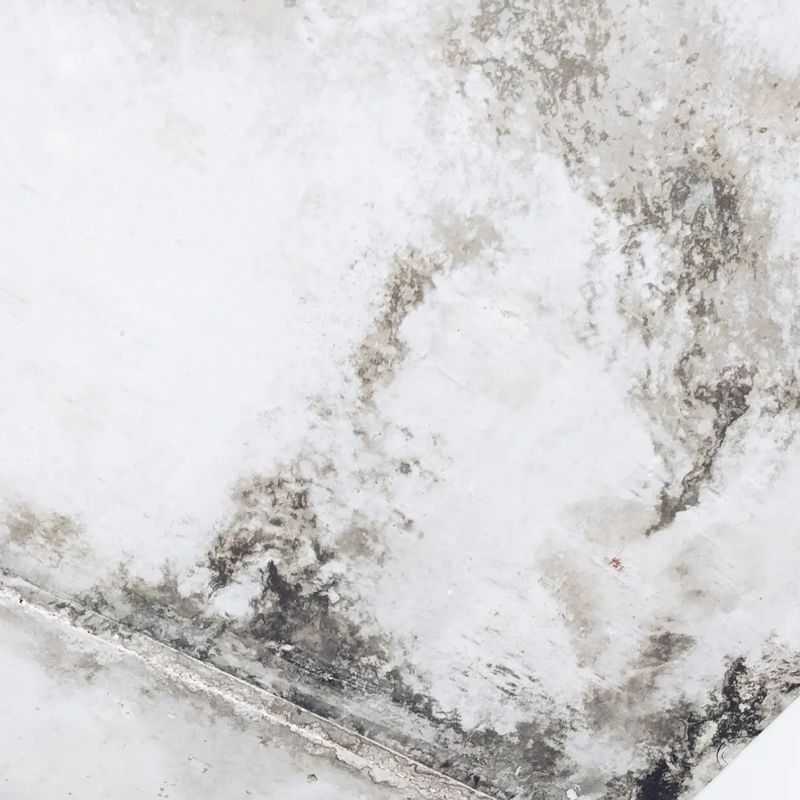 Mold Remediation