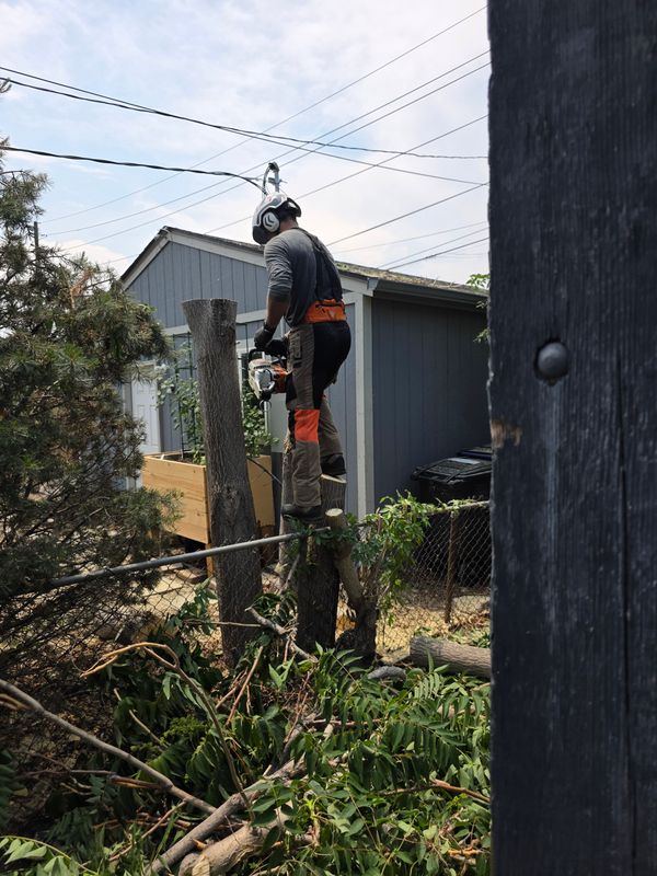 Tree Pruning & Removal