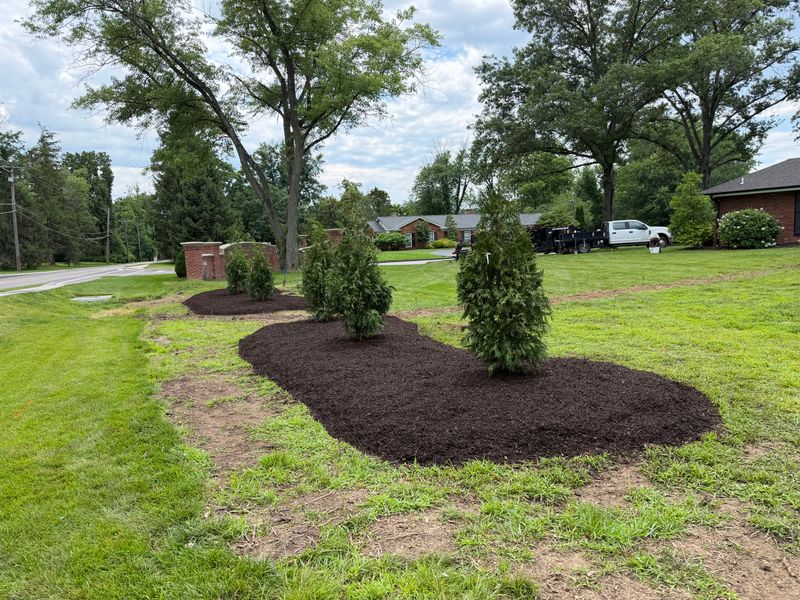 Tree and Shrub Care