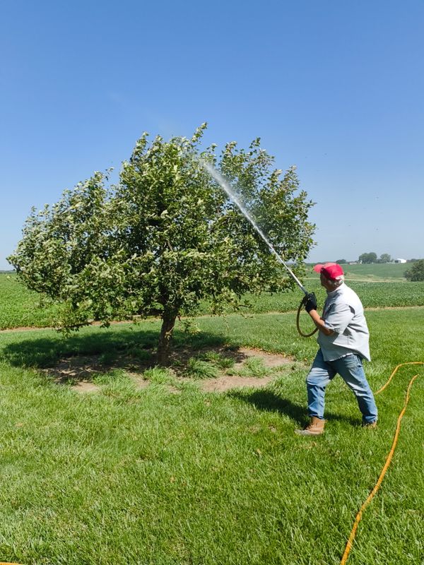 Tree Spraying