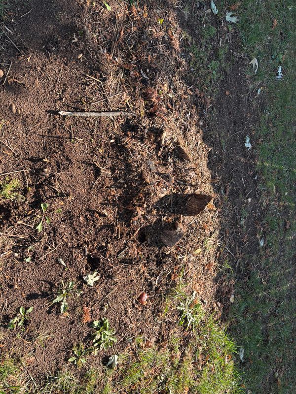 Stump Removal