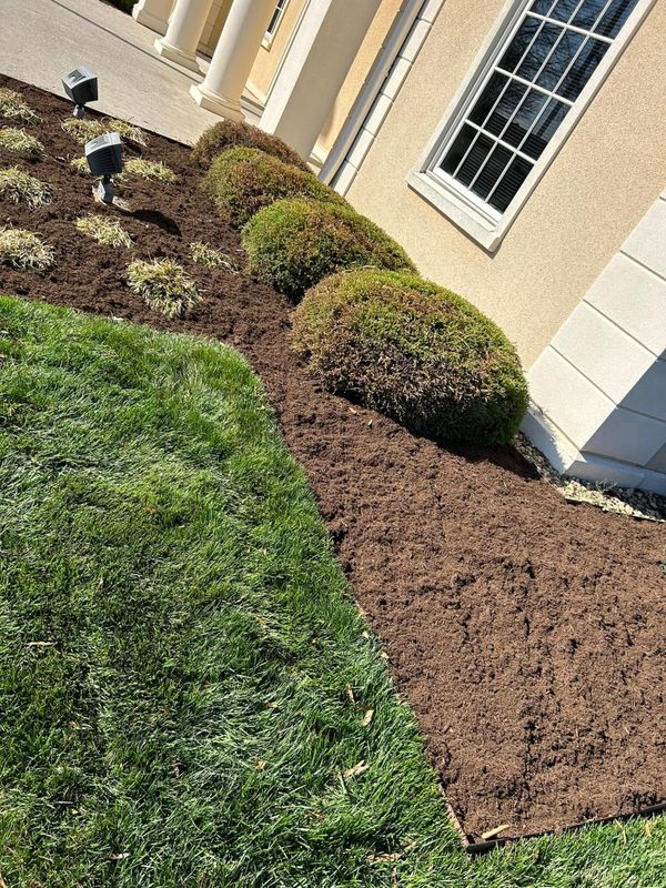 Shrub and Hedge Care
