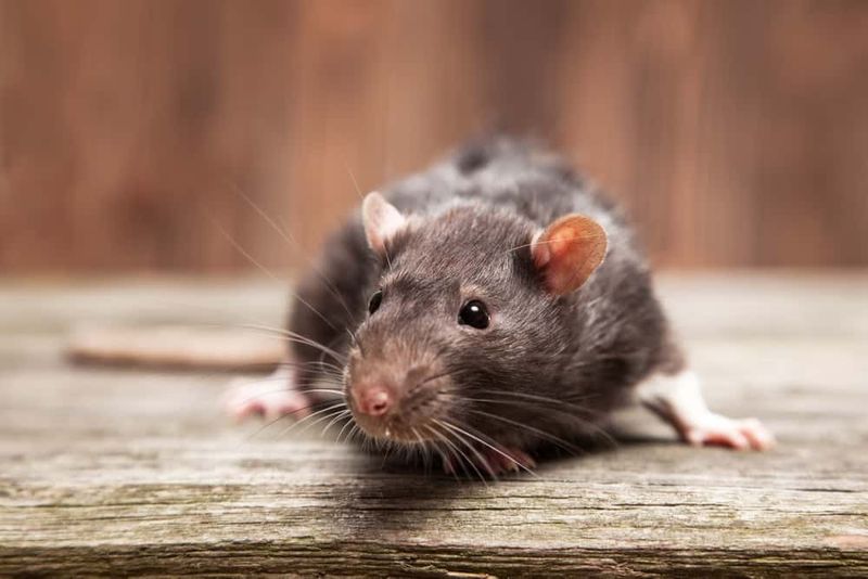 Mice