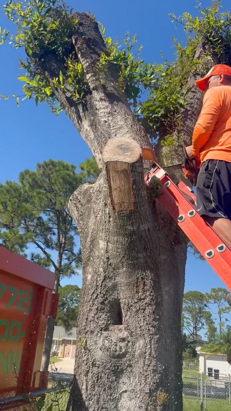 Tree Removal