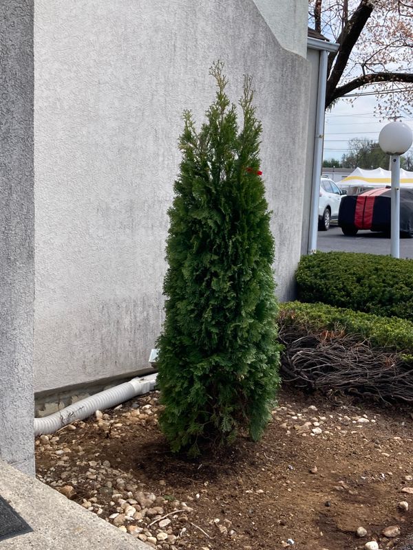 Tree & Shrub Care
