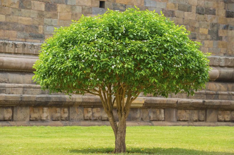 Tree & Shrub Care