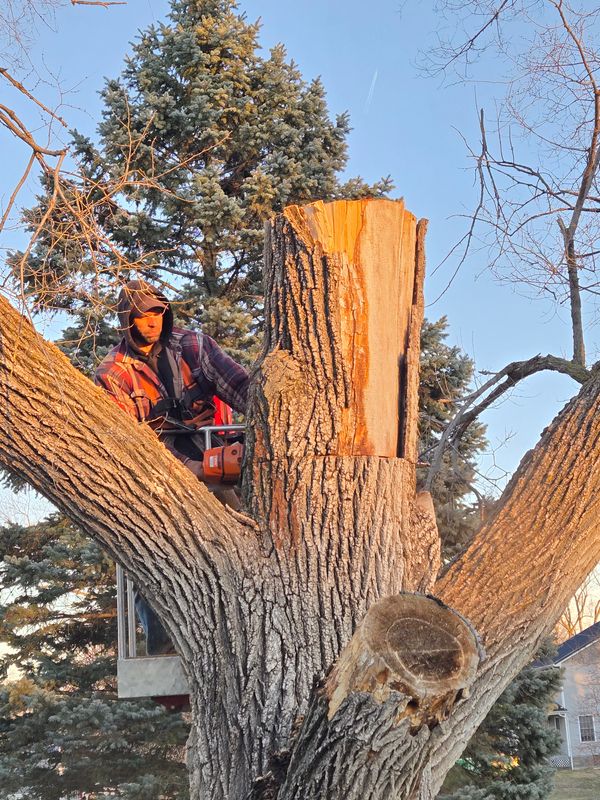 Tree Trimming