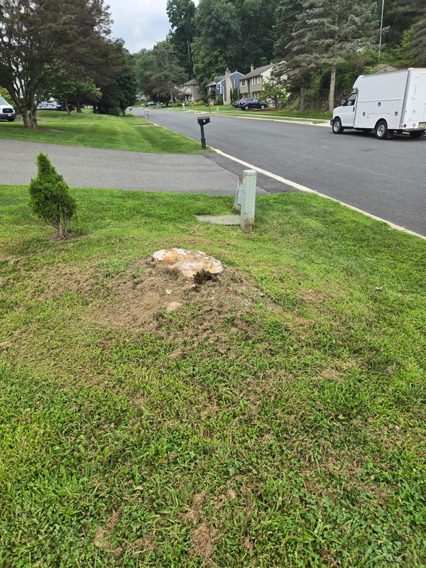 Stump Removal
