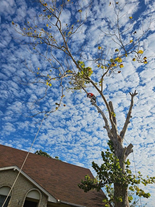 Tree Trimming
