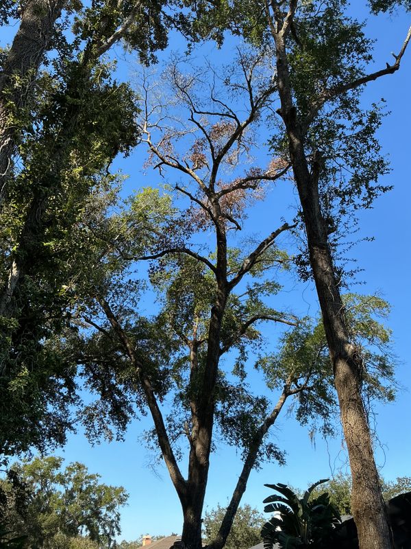 Tree Pruning