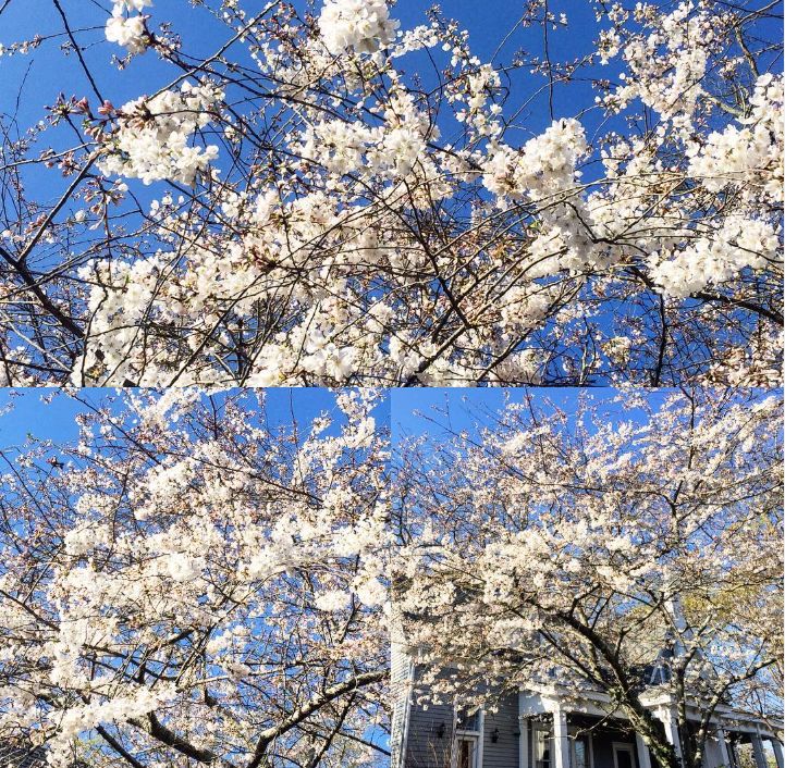 Tree & Shrub Care
