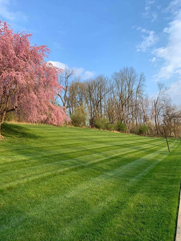 Lawn Maintenance