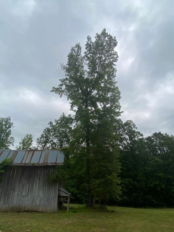 Tree Removal gallery