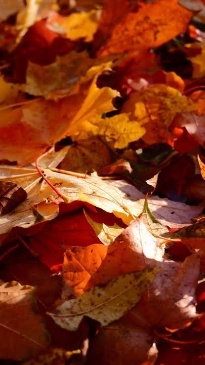 Seasonal Clean-up Services