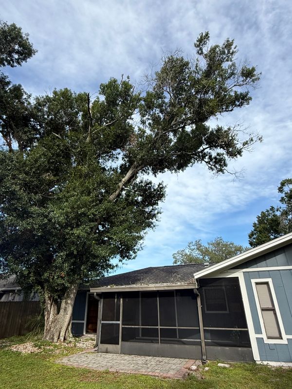 Tree Trimming
