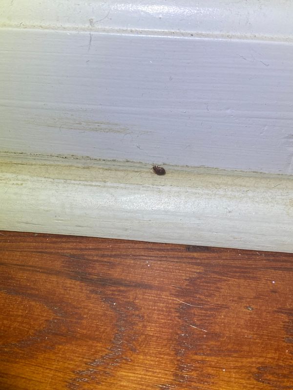 Cockroach Extermination