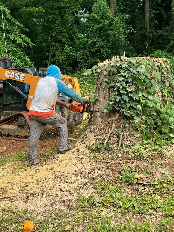 Tree Removal