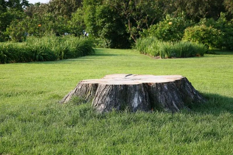 Stump Grinding