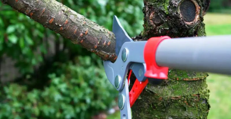 Tree Trimming