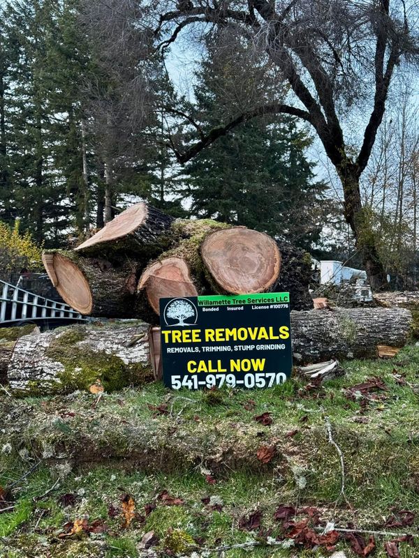 Tree removals gallery