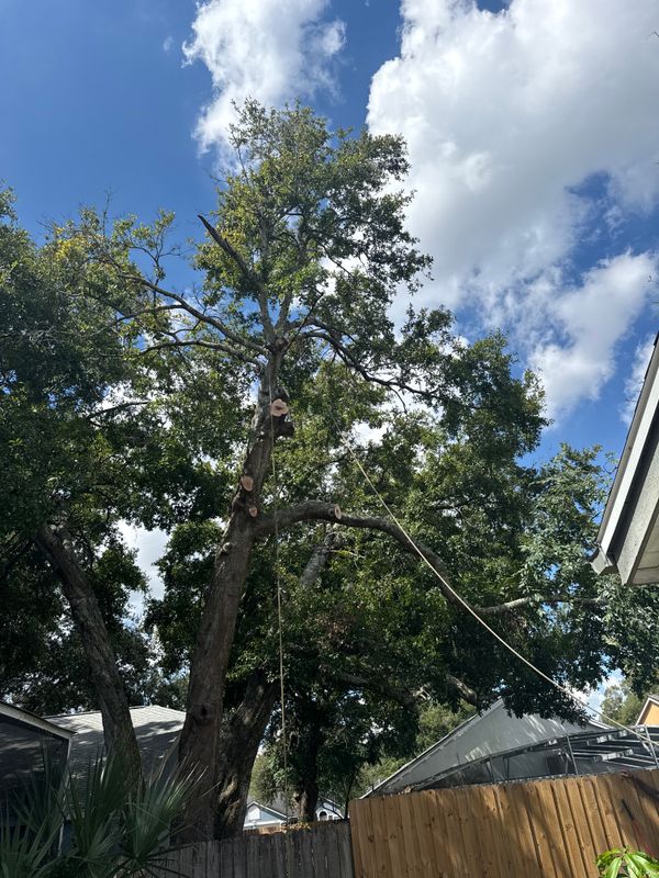 Tree Pruning