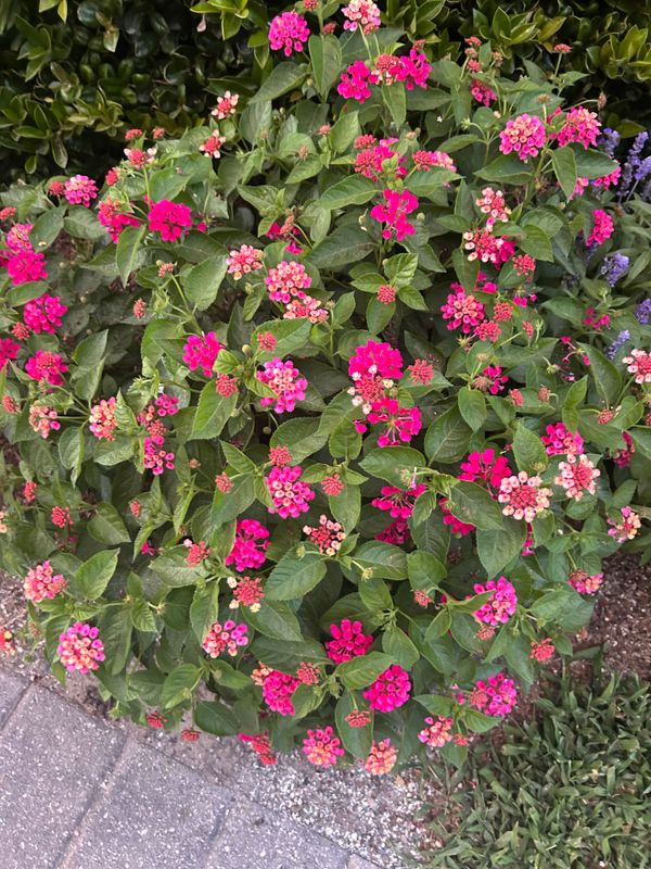 Plantings