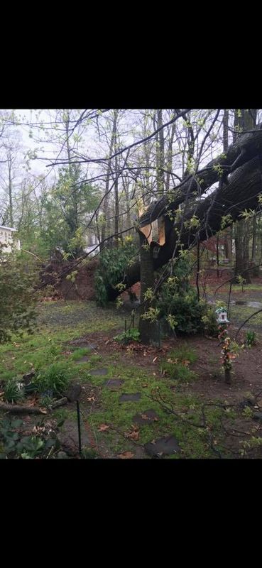 Tree Removal gallery