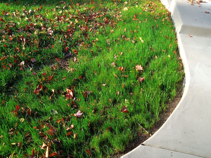 Grass Up