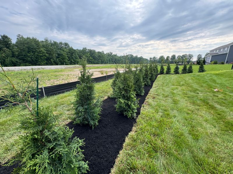 Hardscaping & Tree Installs 